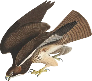 Hawk