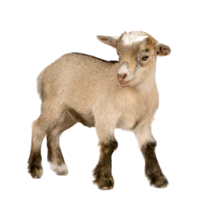 Goat