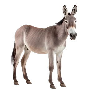 Donkey