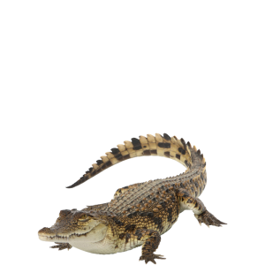 Crocodile