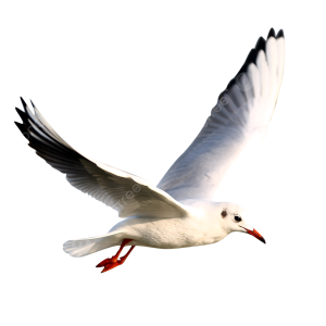 Seagull