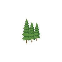 Coniferrous Trees