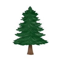 Decidious Conifers