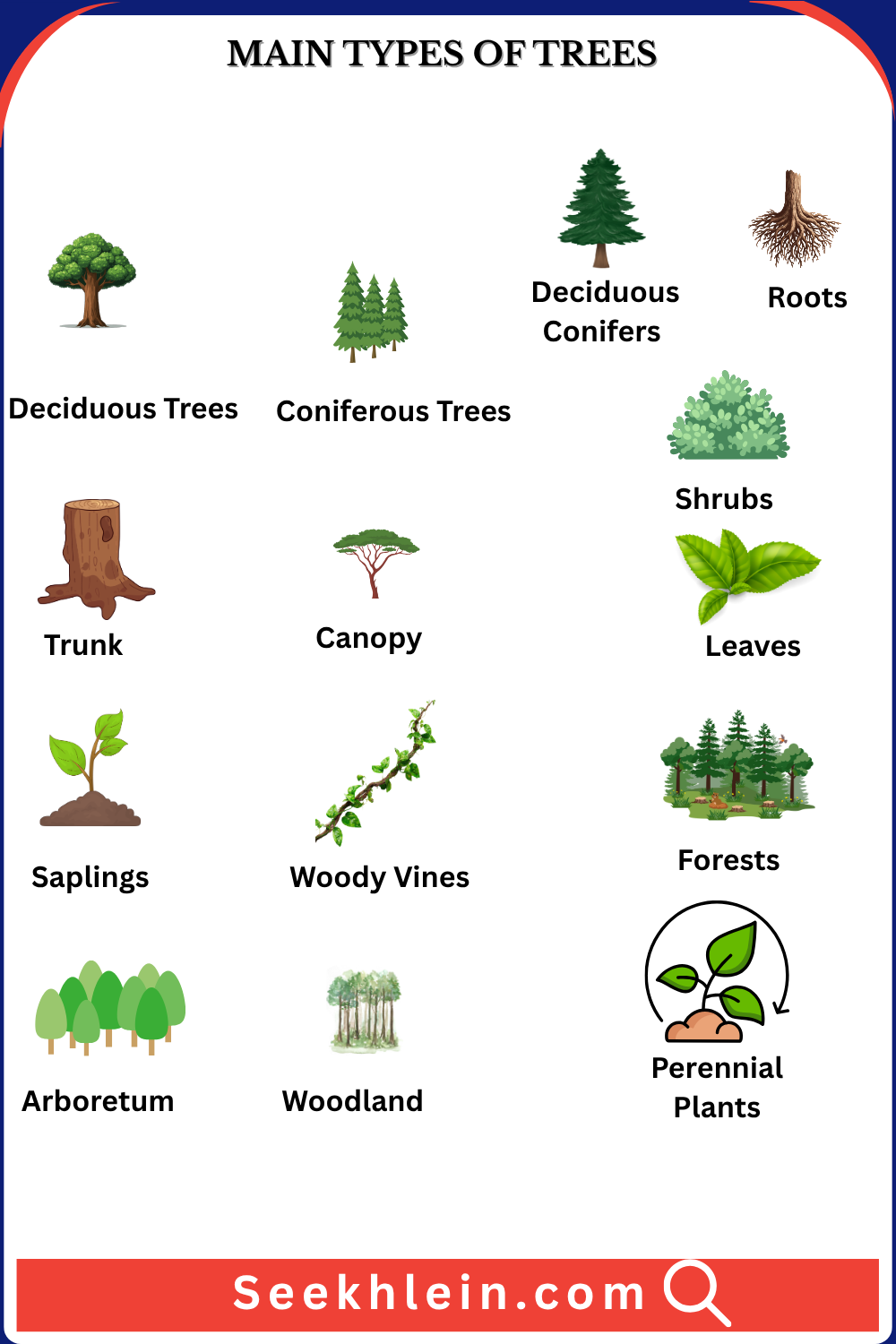 Main Types of trees