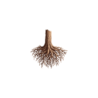 Roots