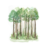types of trees names