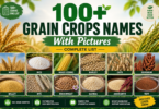 grain crops names in English