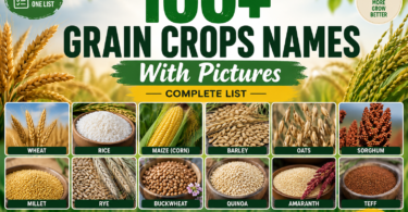 grain crops names in English